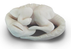 dinosaur embryo model