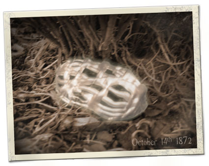 Tibetan Lung's Egg Case in woods